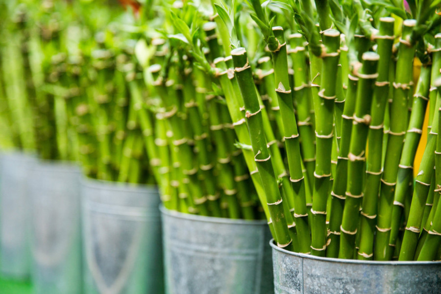 BROJ KOJI DONOSI SREĆU: Ako stavite PET BAMBUSA u ovaj deo kuće desiće se ČUDO!
