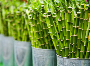 BROJ KOJI DONOSI SREĆU: Ako stavite PET BAMBUSA u ovaj deo kuće desiće se ČUDO!