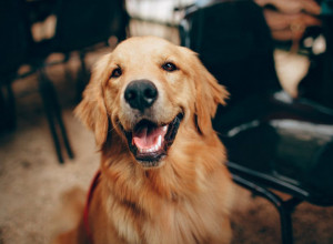 RASE PASA KOJE SVE RAZUMEJU: Ovo su najpametniji psi na svetu