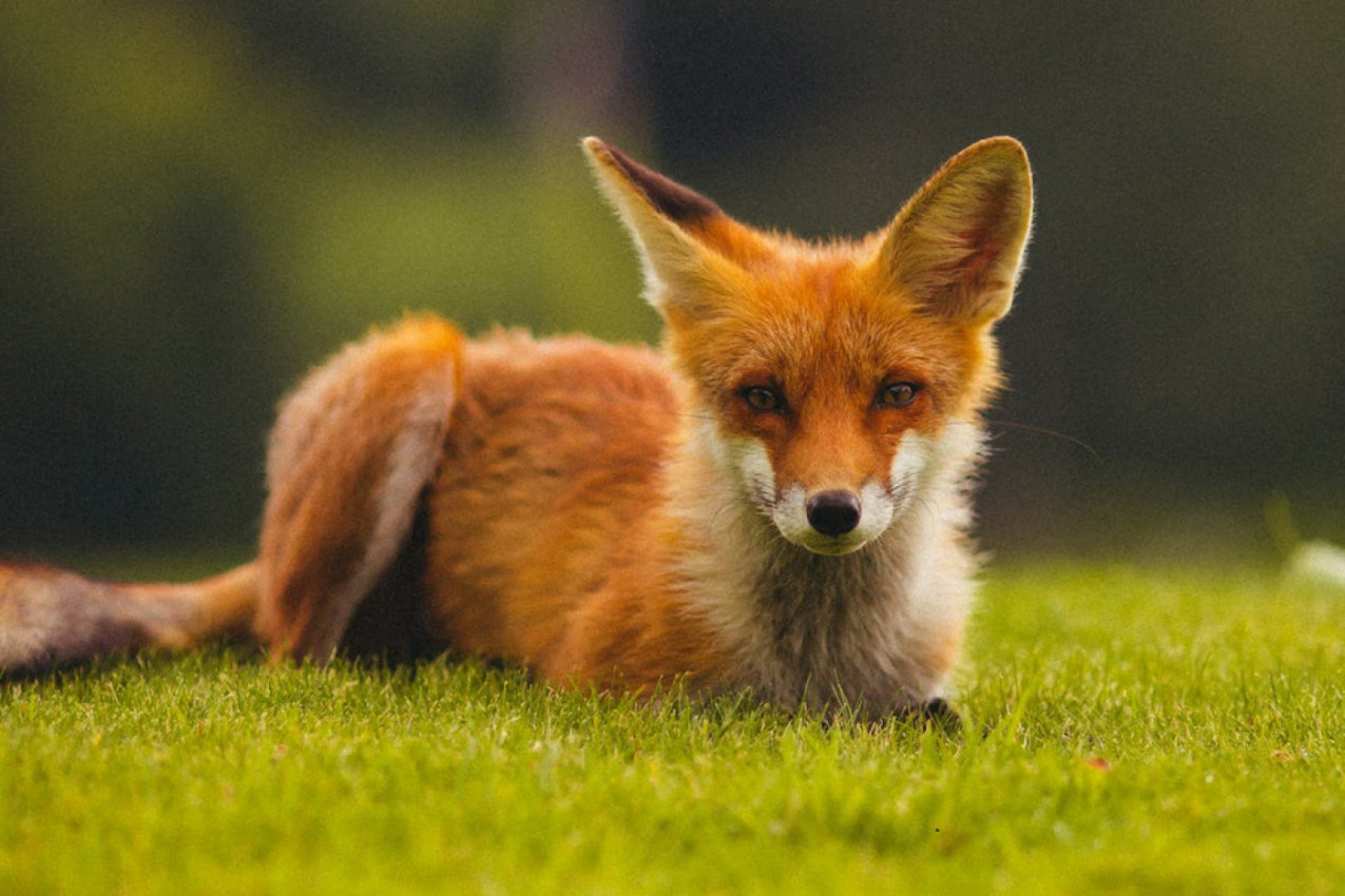 VIDEO ZA DOBRO RASPOLOŽENJE: Lisica nije uspela da odoli živoj svirci, a tek krave...