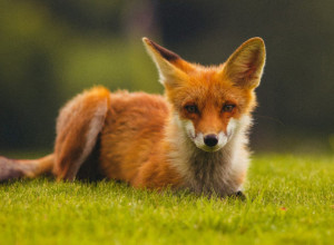 VIDEO ZA DOBRO RASPOLOŽENJE: Lisica nije uspela da odoli živoj svirci, a tek krave...