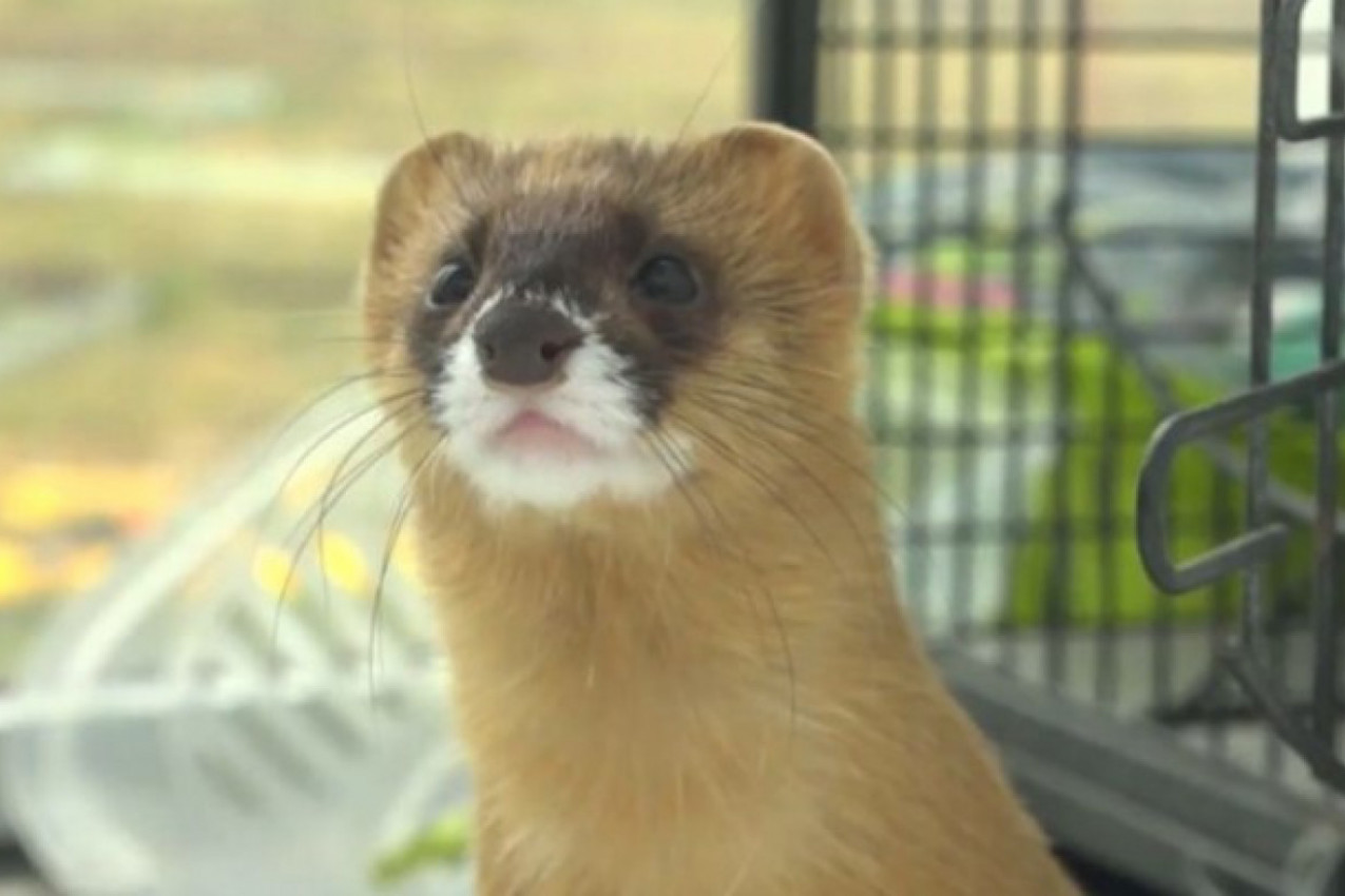 RUFUS NAŠAO NOVU PORODICU: Majka ga je kao malog napustila, a sada je ponovo voljen!