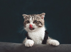 MAČKE SPREČAVAJU OZBILJNE BOLESTI: Od ovoga nikada nećete bolovati ako maci pružite ljubav!