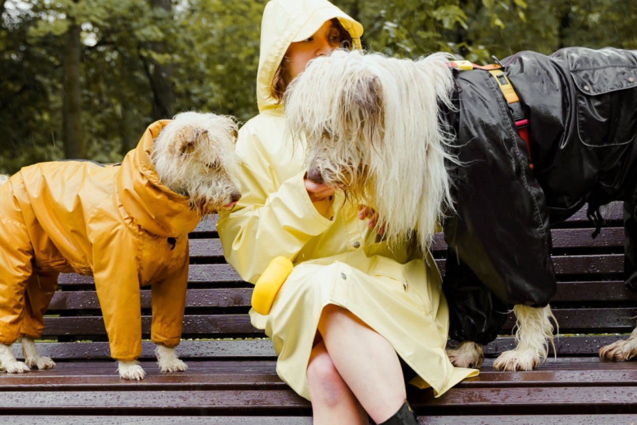 PSI U JESENJEM PERIODU: Evo šta se dešava kada prisiljavate ljubimca na šetnju po kiši