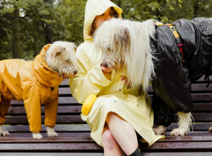 PSI U JESENJEM PERIODU: Evo šta se dešava kada prisiljavate ljubimca na šetnju po kiši