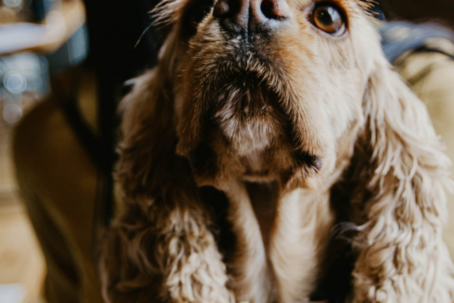 DA LI JE PSEĆA PLJUVAČKA LEKOVITA? Evo šta je istina o tome da rane tako brže zarastaju!