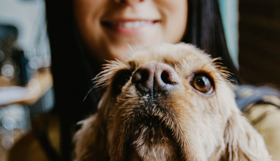 DA LI JE PSEĆA PLJUVAČKA LEKOVITA? Evo šta je istina o tome da rane tako brže zarastaju!
