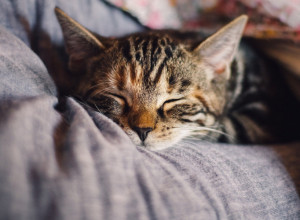 VAŠOJ MACI NIJE DOBRO?! Evo da li je povraćanje razlog za BRIGU!