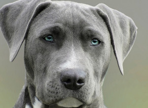 PAS HIRURŠKIM ZAHVATOM POKUŠAO DA SPASI VLASNICU! Uspaničila se kada je videla nož!