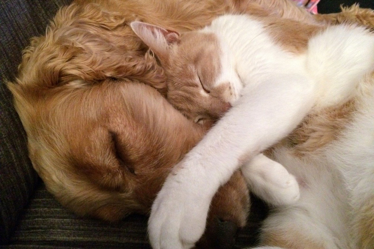 SLAŽU SE KAO PAS I MAČKA: Evo dokaza da oni nisu uvek neprijatelji a sve zavisi od JEDNE stvari!