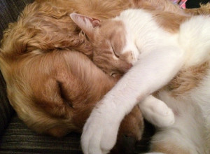 SLAŽU SE KAO PAS I MAČKA: Evo dokaza da oni nisu uvek neprijatelji a sve zavisi od JEDNE stvari!