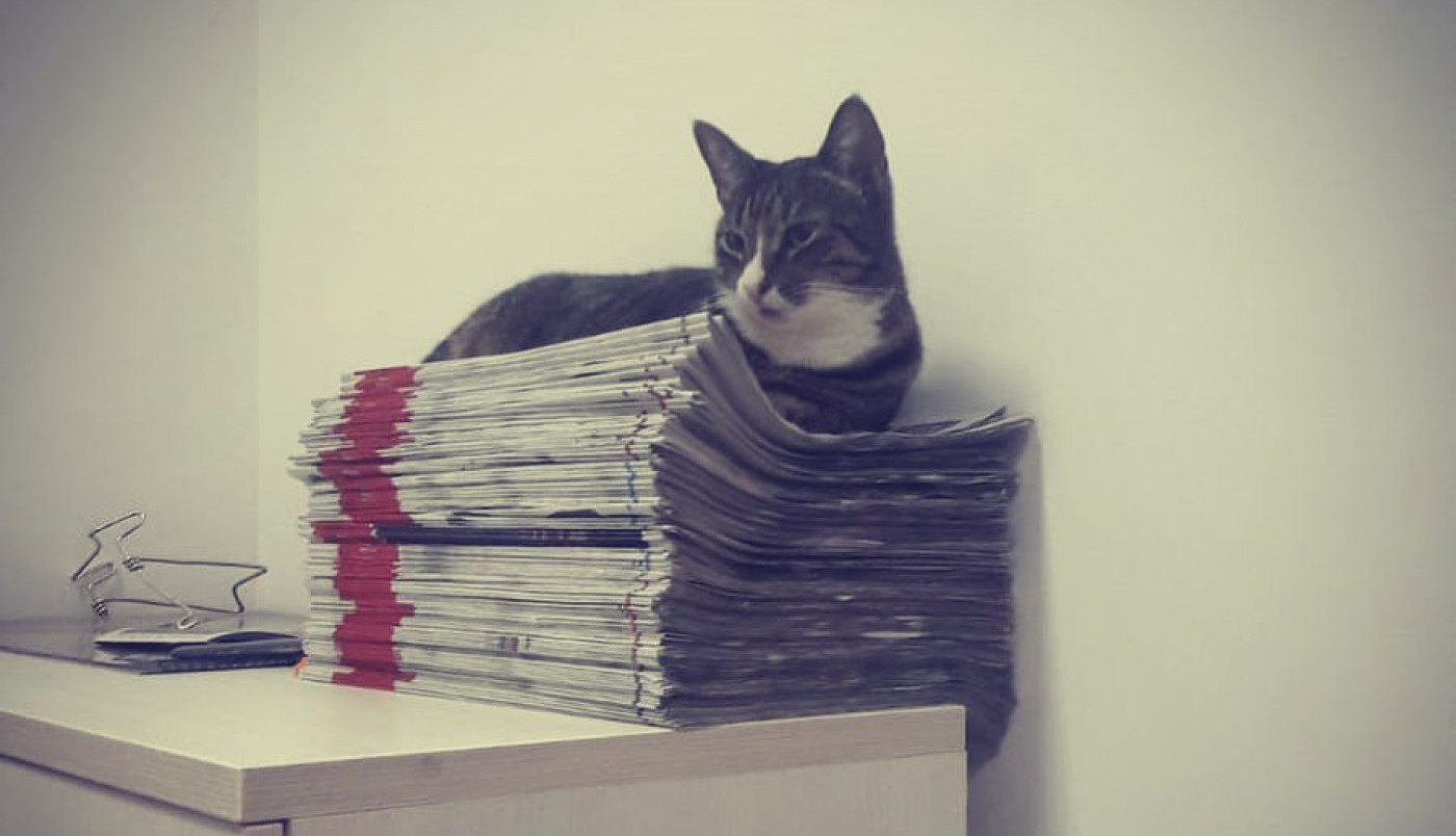 CECA, NAJBOLJA NOVINARKA MEĐU MAČKAMA: Njena prrrrredanost radu je nenadm(j)a(u)šiva