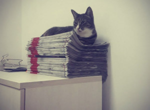 CECA, NAJBOLJA NOVINARKA MEĐU MAČKAMA: Njena prrrrredanost radu je nenadm(j)a(u)šiva