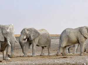 FIGURA SLONA DONEĆE VAM NEVEROVATNU SREĆU: Ako je držite na ovom mestu doću će PRINOVA!