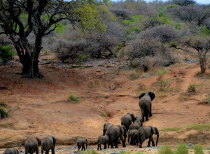 NAJBOLJI ZOOLOŠKI VRTOVI NA SVETU: Ova mesta prosto morate da posetite!