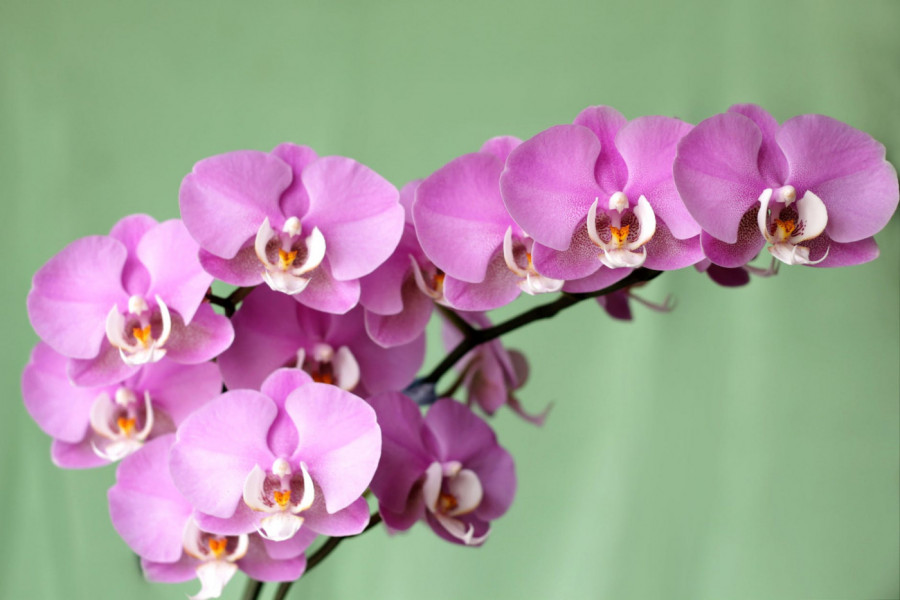 KAKO DA ORHIDEJE PREŽIVE ZIMU: Evo kako da negujete ovu nežnu biljku