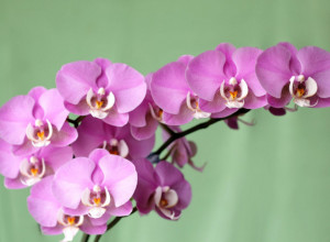 KAKO DA ORHIDEJE PREŽIVE ZIMU: Evo kako da negujete ovu nežnu biljku