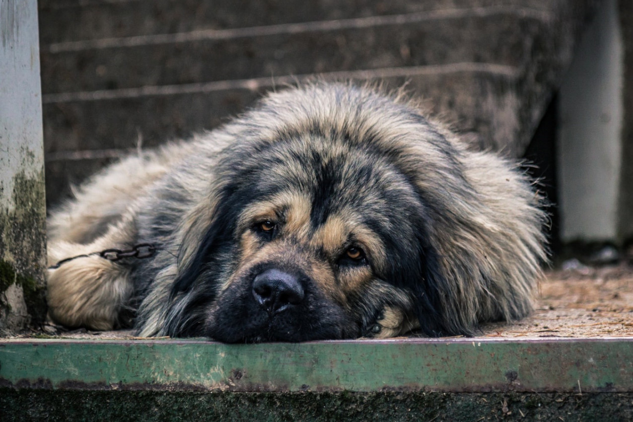 ŠARPLANINAC: Pas kojeg je obožavala Jugoslavija!