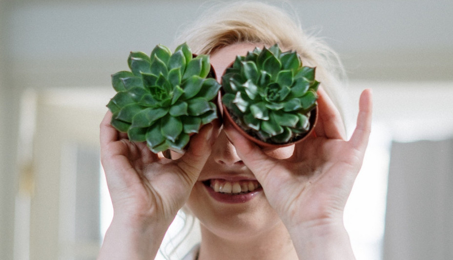 A ŠTA MOŽE ZIMA MENI: OVIH 14 sobnih biljaka će krasiti vaš stan tokom hladnih meseci