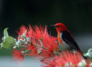 KOJA JE VAŠA DUHOVNA ŽIVOTINJA?! Ona nam je dodeljena i tu je da pomogne!