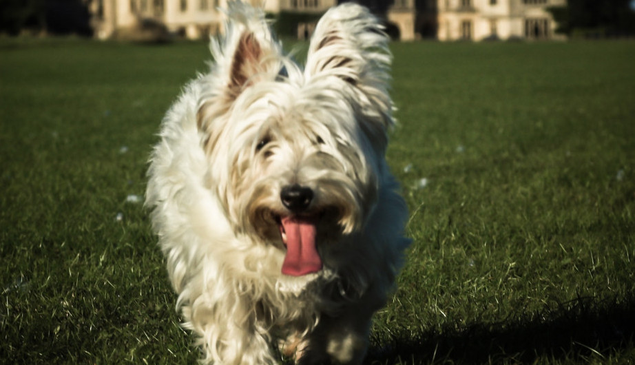 RASE KOJE SE NE LINJAJU: Ove kuce su kao stvorene za osobe koje imaju problema sa alergijom na dlaku!