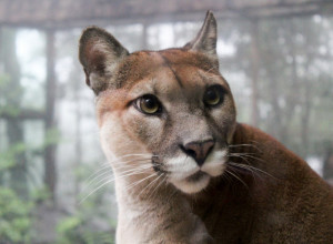 DA LI BISTE SE USUDILI? Imaju “opasnog” kućnog ljubimca - pumu Mesija!