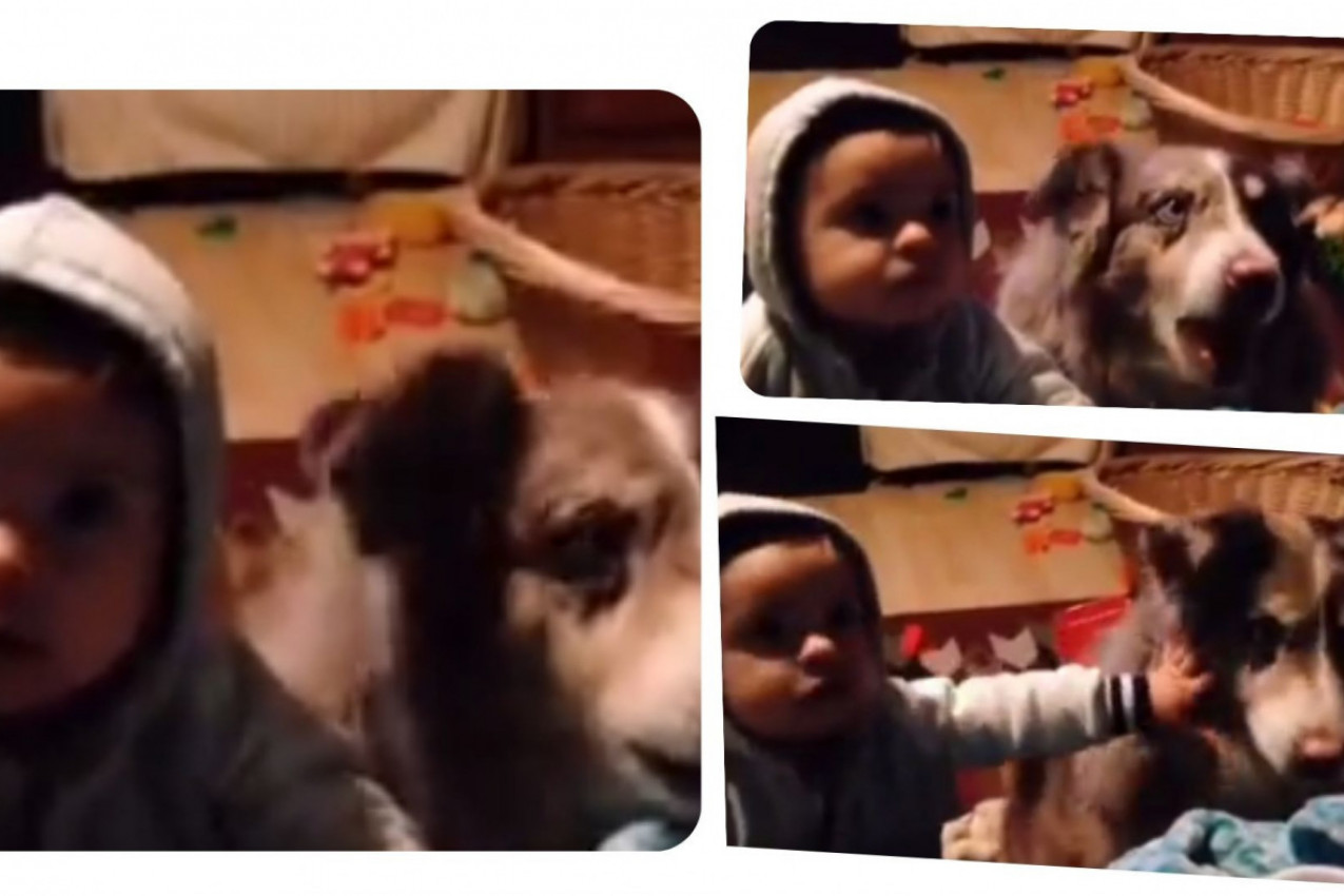 PAS REKAO MAMA: Kuca naljutilla bebu!