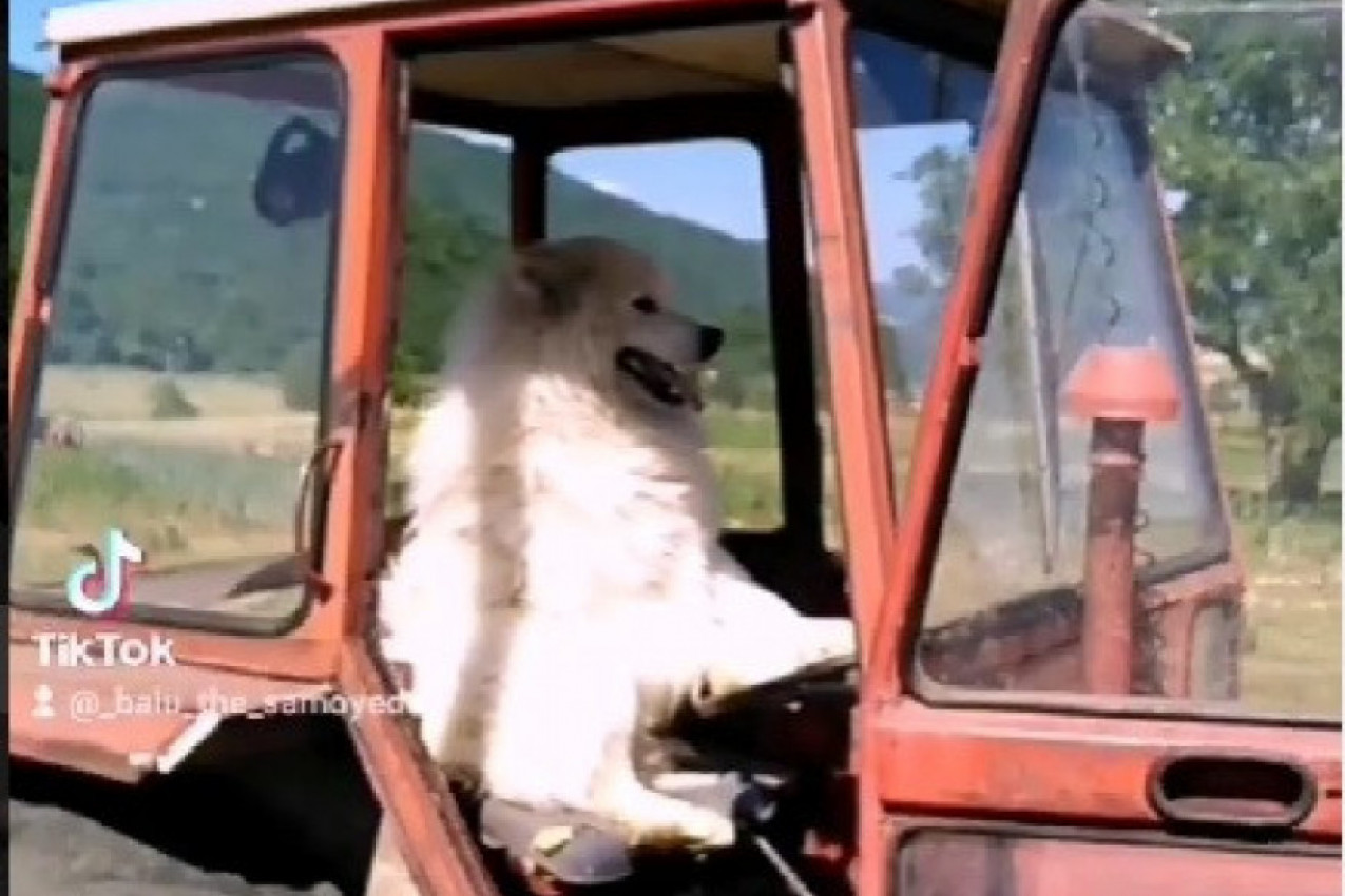 VOZI, MIŠKO! Samojed Balu je majstor za volanom