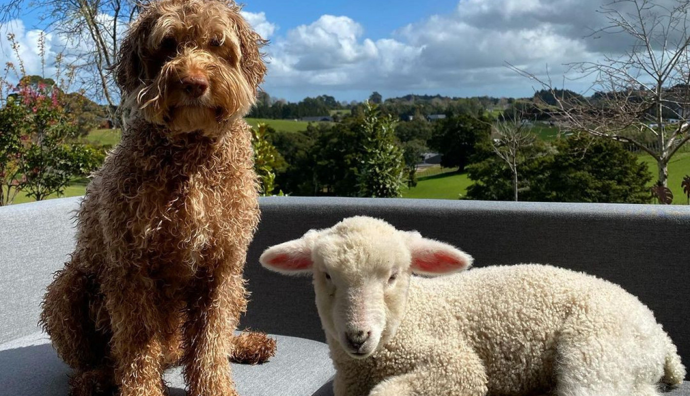 RONI I SLOUN SU PAR IZ SNOVA: Usvojeno jagnje misli da mu je kuca mama
