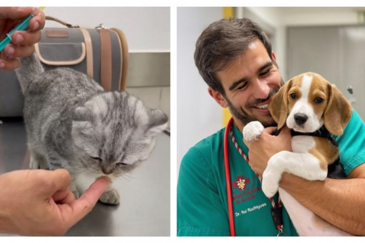 LEČI ŽIVOTINJE I OTAPA ŽENSKA SRCA: Ko ode kod ovog veterinara, neće nikada posetiti drugog