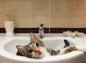 PRATIM TE U STOPU: Zašto mačke idu svuda za vlasnicima?