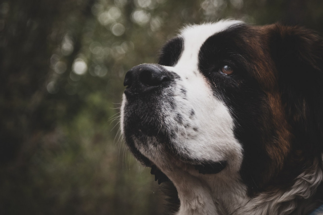 DOBROĆUDNI DŽIN MEĐU KUCAMA! Zanimljivosti koje niste znali o bernardincima: Kako su dobili ime, šta im je bila prvobitna namena…