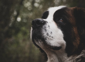 DOBROĆUDNI DŽIN MEĐU KUCAMA! Zanimljivosti koje niste znali o bernardincima: Kako su dobili ime, šta im je bila prvobitna namena…