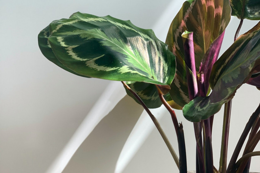 ZAHTEVNA ALI I ZAHVALNA: Kakvu simboliku ima maranta?