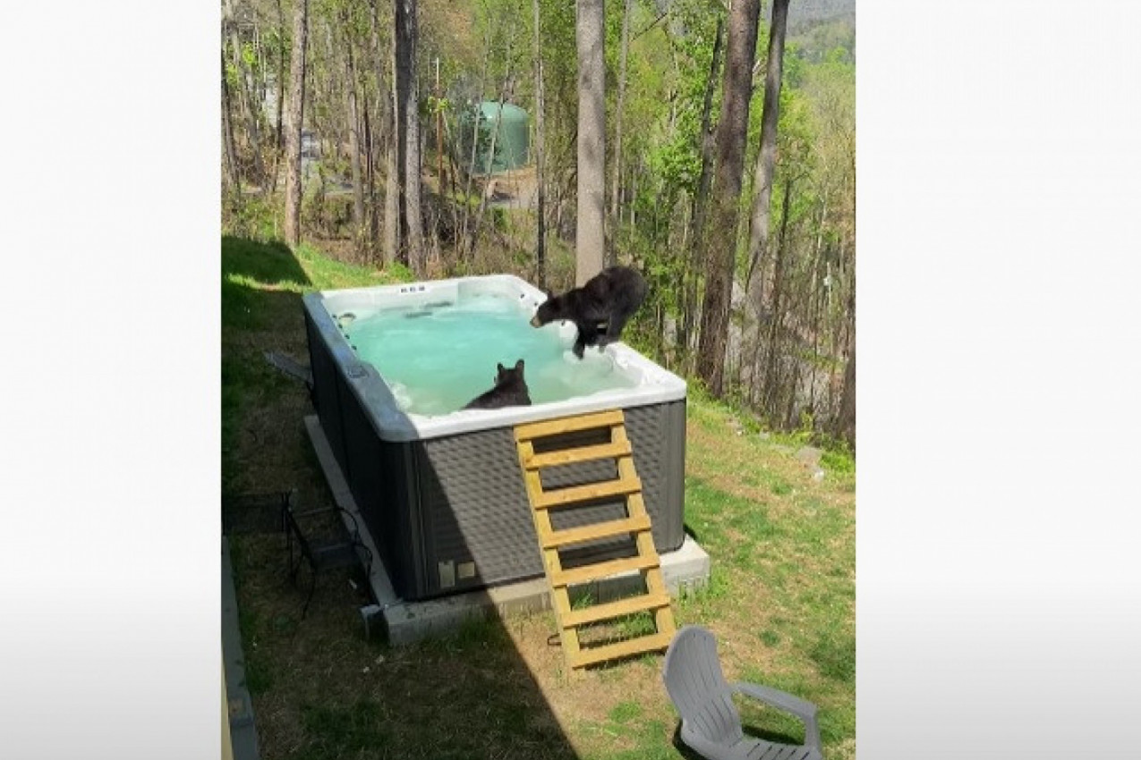 MEČIĆI U BAZENU: Mladunci se iskrali od mame i okupali se u đakuziju njihovih “komšija”!