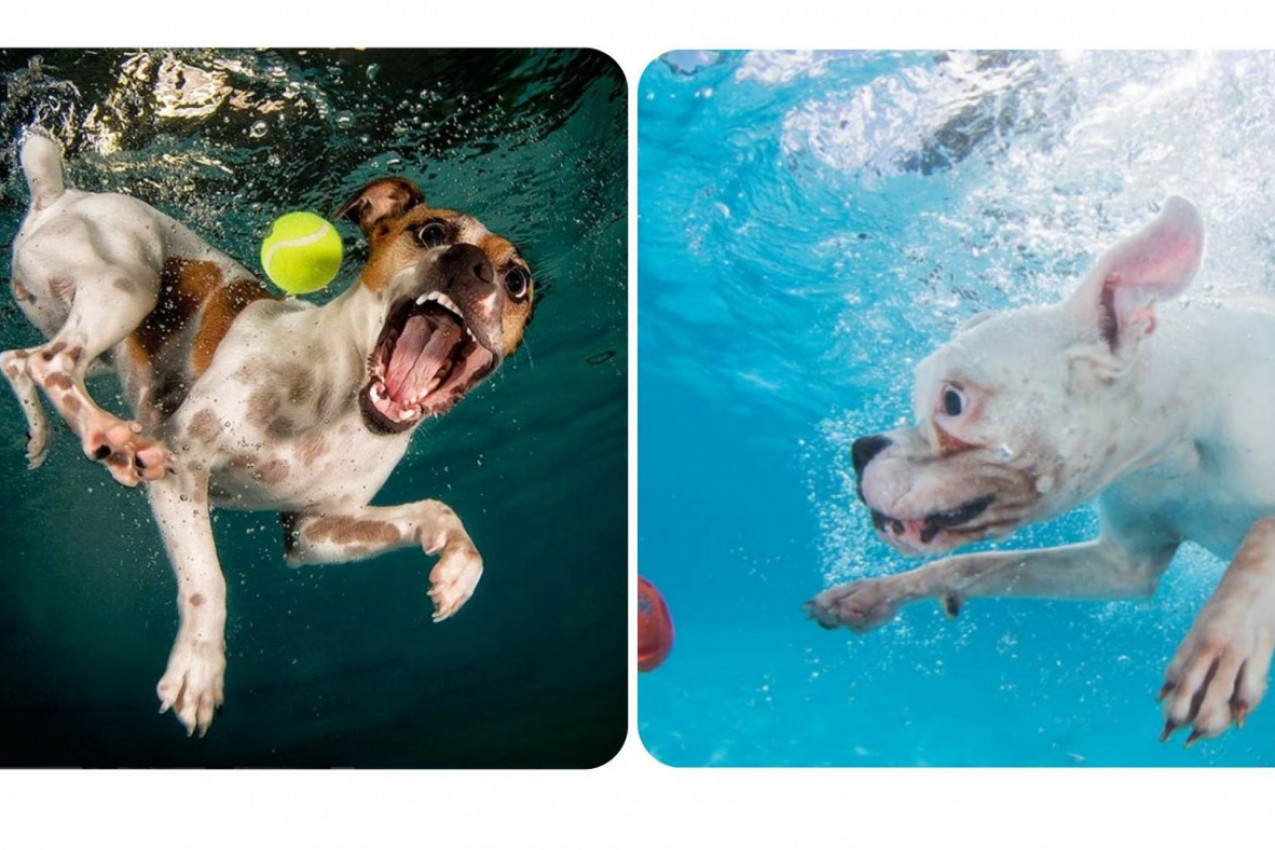 SLIKE KOJE ĆE VAM POPRAVITI DAN: Kuce su uletele u vodu i potpuno su preslatke!