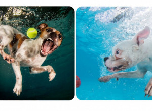 SLIKE KOJE ĆE VAM POPRAVITI DAN: Kuce su uletele u vodu i potpuno su preslatke!