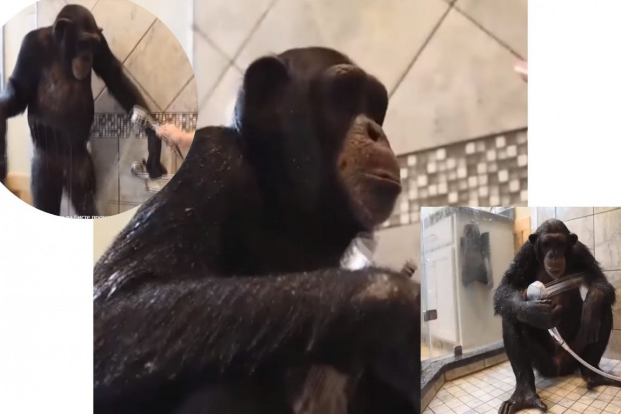 MAJMUN KOJI SE TUŠIRA: Nećete verovati šta gledate!