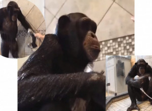 MAJMUN KOJI SE TUŠIRA: Nećete verovati šta gledate!