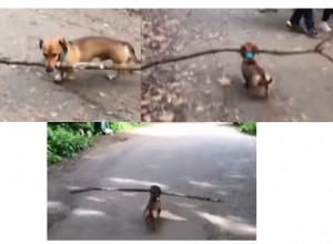 MALA KUCA ZAHTEVA MNOGO MESTA: Njemu se svi sklanjaju sa puta!