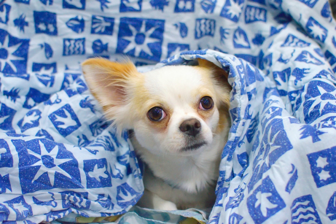 MALI PAS VELIKOG KARAKTERA! Čivava - sve što treba da znate pre nego što se odlučite za ovu rasu!