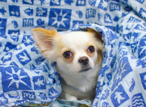 Šta čivava radi kad vidi bebu (VIDEO)