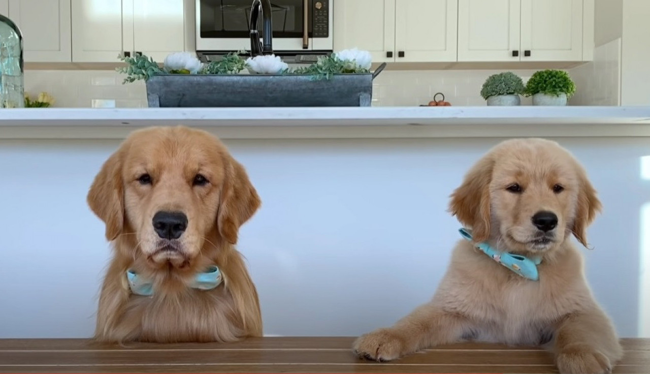 TATA I SIN U AKCIJI: Taker i Tod ocenjuju hranu!