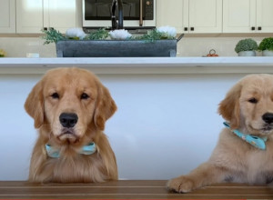 TATA I SIN U AKCIJI: Taker i Tod ocenjuju hranu!