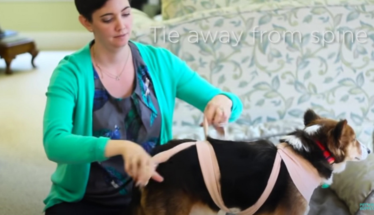 DA PRAZNICI I NJIMA BUDU LEPI: Kako da umirite psa uplašenog od petardi?