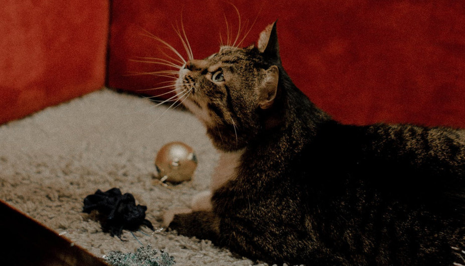 Za mačku pripremite posebne ukrase