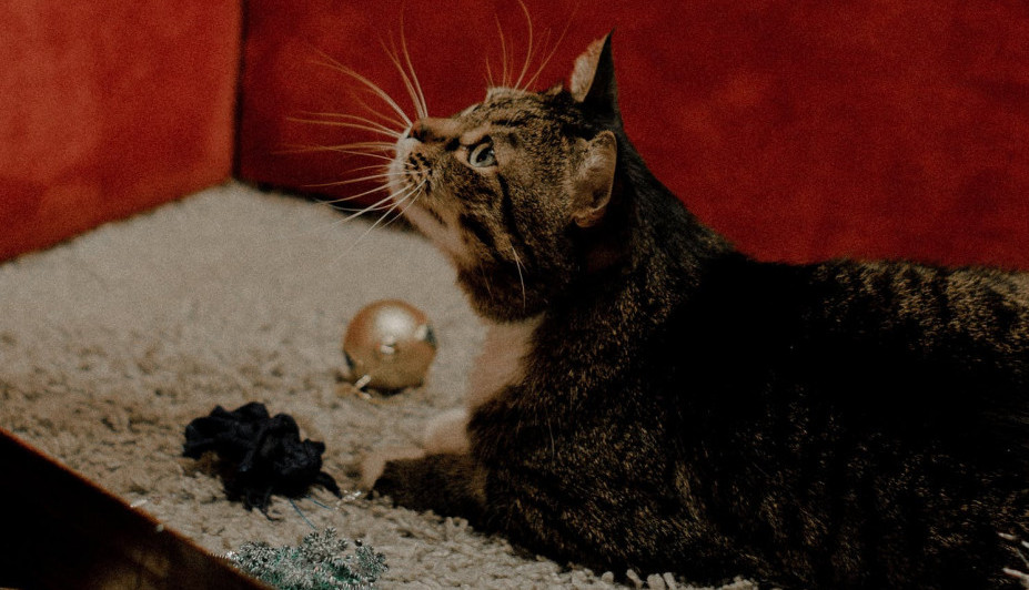 Za mačku pripremite posebne ukrase