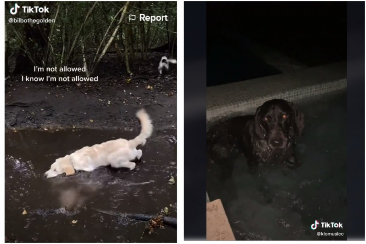 NESTAŠNI LJUBIMCI: Kucani uhvaćeni na (ne)delu!