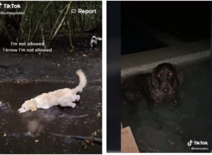 NESTAŠNI LJUBIMCI: Kucani uhvaćeni na (ne)delu!