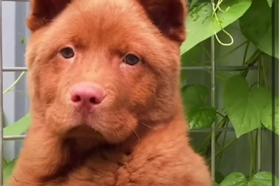 DA LI JE KUCA ILI MACA? Jedna od najstarijih rasa privlači pažnju svojim riđim krznom i specifičnim izgledom